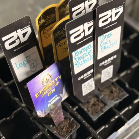 Eternity Cup 26 Zamnesia StickyBroccoli