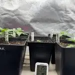 Grow - Nr.1 TerpCloudzZz