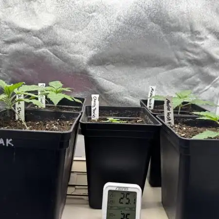 Grow - Nr.1 TerpCloudzZz