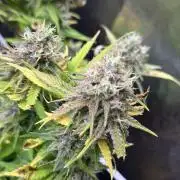 SeedTest für Reales 2026 +  UVM