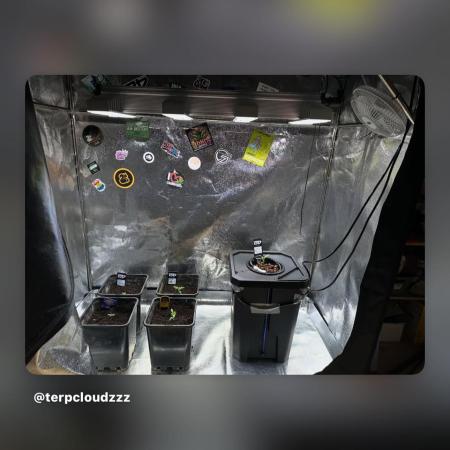 Eternity Cup 26 Zamnesia StickyBroccoli