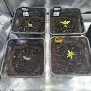 Eternity Cup 26 Zamnesia StickyBroccoli