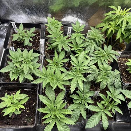 SeedTest für Reales 2026 +  UVM