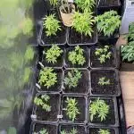 SeedTest für Reales 2026 +  UVM