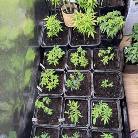 SeedTest für Reales 2026 +  UVM