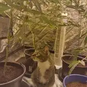 First time autoflower