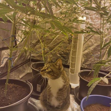 First time autoflower