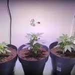 Hazelbox Ultra 2025 RQS Titan F1 Test