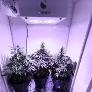 Hazelbox Ultra 2025 RQS Titan F1 Test