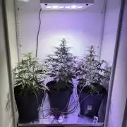 Hazelbox Ultra 2025 RQS Titan F1 Test