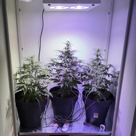 Hazelbox Ultra 2025 RQS Titan F1 Test