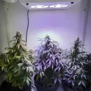 Hazelbox Ultra 2025 RQS Titan F1 Test