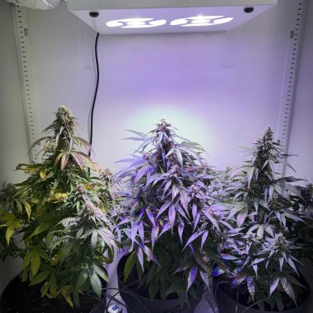 Hazelbox Ultra 2025 RQS Titan F1 Test