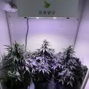 Hazelbox Ultra 2025 RQS Titan F1 Test