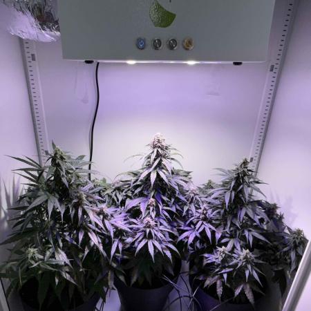 Hazelbox Ultra 2025 RQS Titan F1 Test