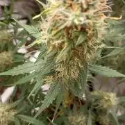 Mix grow
