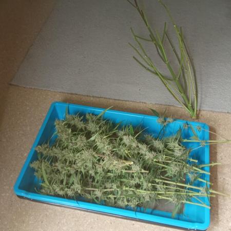 Mix grow