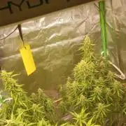 Mix grow