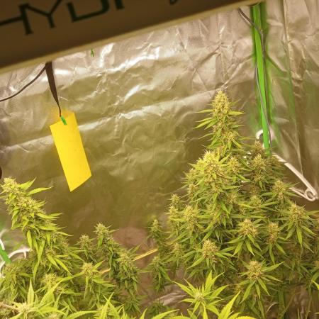 Mix grow