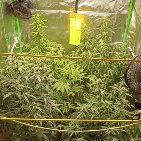 Mix grow