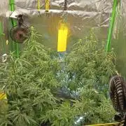 Mix grow