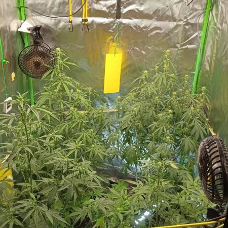 Mix grow