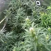 Mix grow