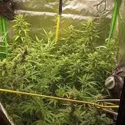 Mix grow