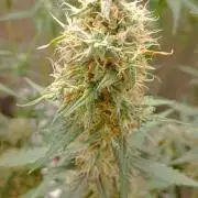 Mix grow