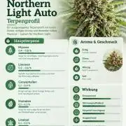 Northern Light