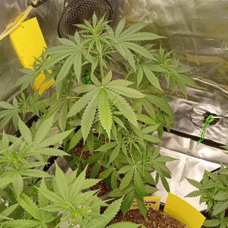 Mix grow