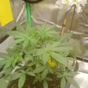 Mix grow