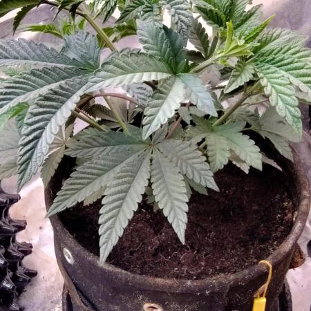 Cannabis Vibe's Dank