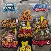 Mix pack 5 auto fast buds 420