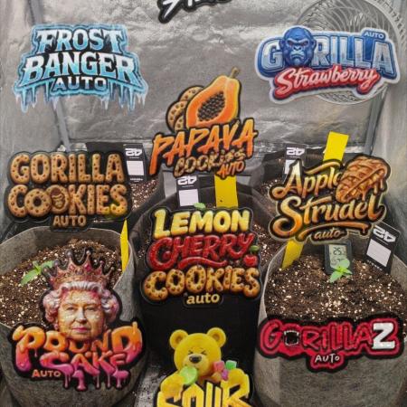 Mix pack 5 auto fast buds 420