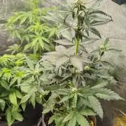 Mix pack 5 auto fast buds 420
