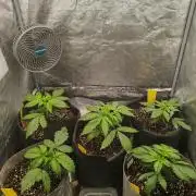 Mix pack 5 auto fast buds 420