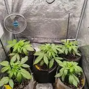 Mix pack 5 auto fast buds 420