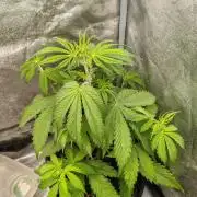 Mix pack 5 auto fast buds 420