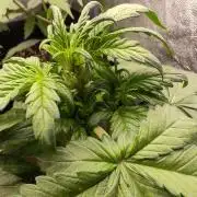 Mix pack 5 auto fast buds 420