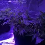 Fastbuds West Coast OG Auto