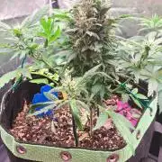 Wedding cake/nebenbei