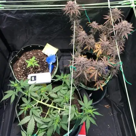Gorilla Zkittles