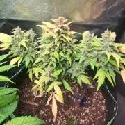 Wedding cake/nebenbei