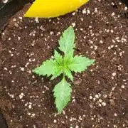 Blackberry Moonrocks