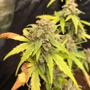 Gorilla Zkittles
