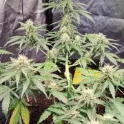 Gorilla Zkittles