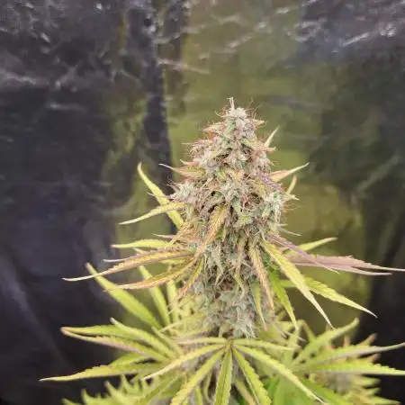 Seedsupplier Zkittles