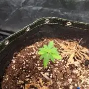 Wedding cake/nebenbei