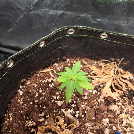 Wedding cake/nebenbei